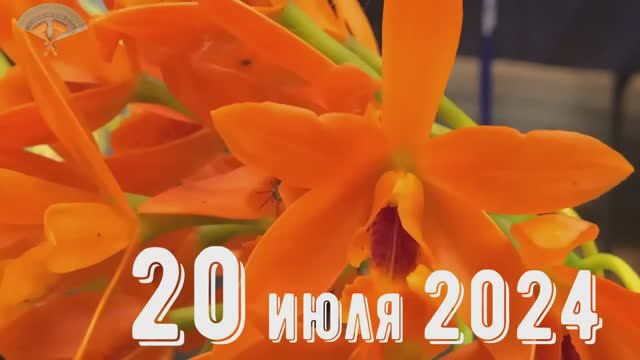 Грабли веерные Для любителей канала Грабли Live  20 07 2024