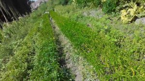 Болезнь типа фузариоза на сорных растениях!