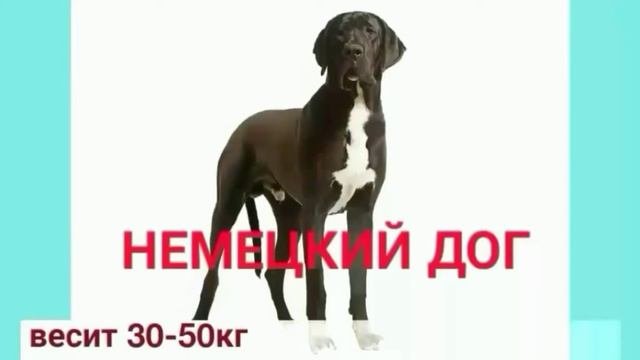 ПОРОДЫ СОБАК. КАРТОЧКИ ДЛЯ ДЕТЕЙ.