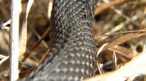 ГАДЮКА - пробуждение весной, Common Viper