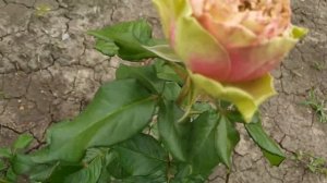 ПИТАХАЙЯ (Korpihay, Pitahaya), W. Kordes & Sons Германия, 2013 г. Срезочные (Florists Rose)