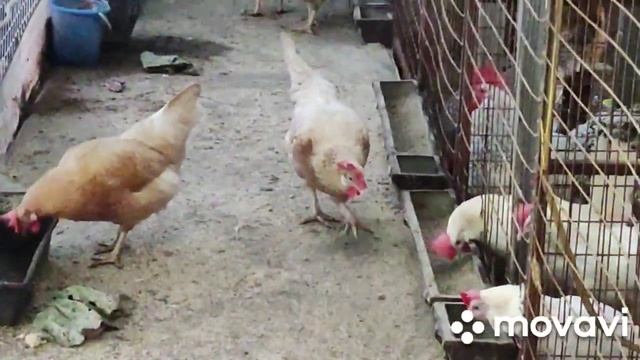 ? ЛЕГГОРН БЕЛОЕ ЗОЛОТО#итальянская несушка#цыплята #курочки #цыплята .. смотреть онлайн