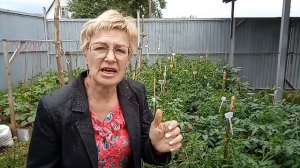 Правильный полив томатов - гарантия хорошего урожая. Посеем Пожуем