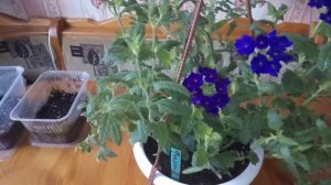 Ампельная Вербена черенкую с Радигрином. Эксперемент.