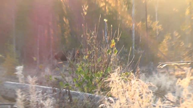 00177бычёк пришёл смотреть онлайн