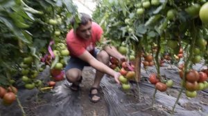 Томат Пинк Мани F1 - Quality Seeds. Опыт выращивания. Краснодар. 8 июня 2017