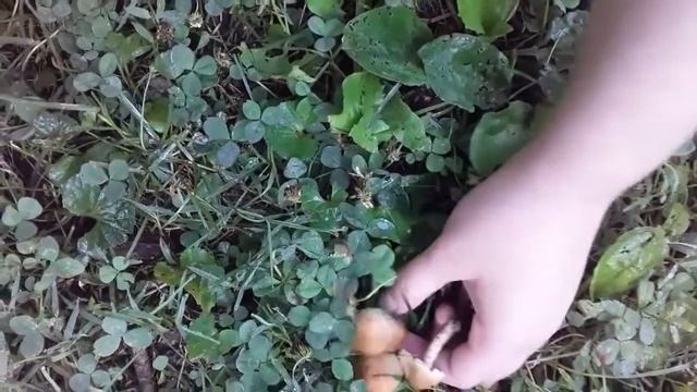 Foraging for poison pie mushrooms because why not ? смотреть онлайн