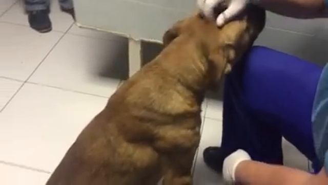 Б. Михайлова-рыжий кобель, видео для вет врачей смотреть онлайн