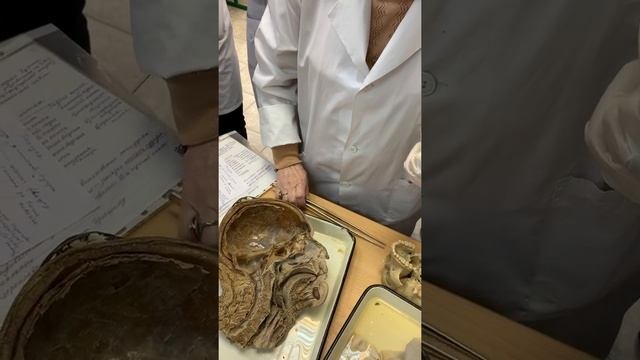Пищеварительная система часть 3. Глотка,пищевод, желудок. Соколова Е.А.