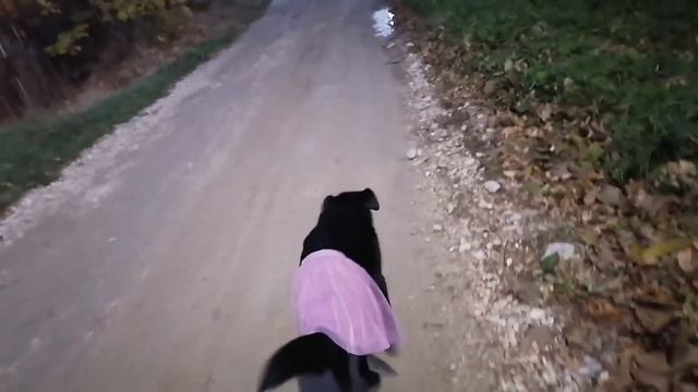 Куры целы - волки сыты:)  Осмотр места узниц. Посыл к неадекватам! Новости из клиники и передержки. смотреть онлайн