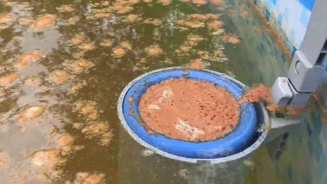 Первый пересорт по розам, чистка бассейна, ну и так....соскучилась.?? смотреть онлайн