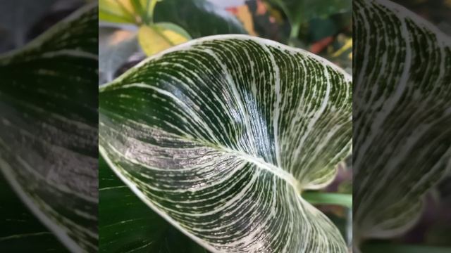 #shorts Филодендрон БИРКИН?White Mesure?White Wave?Тоже любит ОСЕНЬ?Яркие новые полосатые листья?? смотреть онлайн
