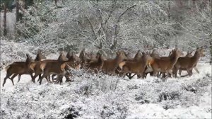 Олени.Жизнь животных. Разведение оленей на оленьей ферме.