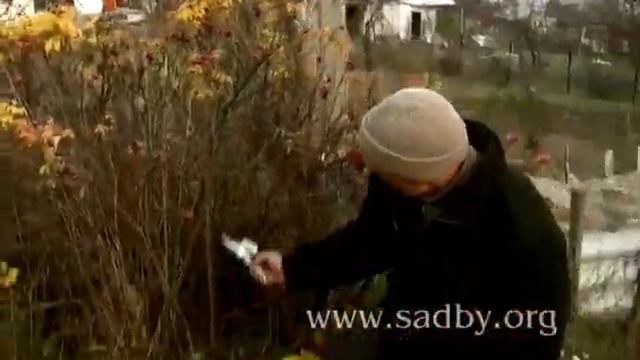 Шиповник. Обрезка декоративных кустарников. 15 Автор Николай Рабушко. ©