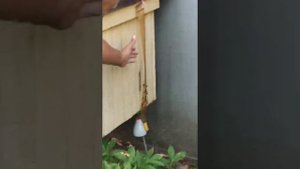 Борьба с осами на пчелиной пасеке.