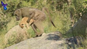 ШОК! Вы об этом даже не знали! / Зачем обезьяны воруют львят
