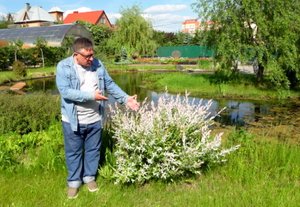 Полюбил я хакуро нишики!