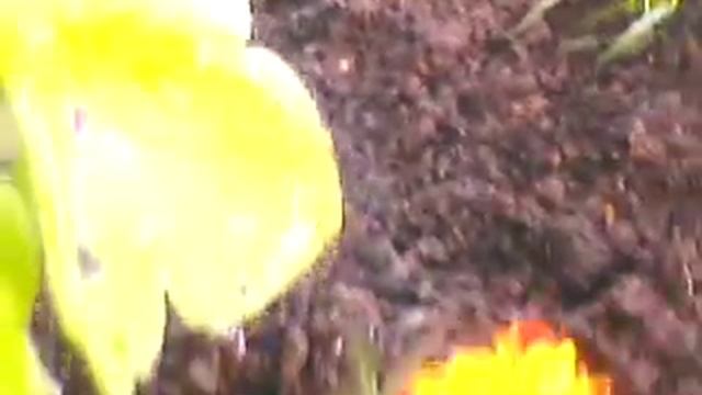 MOV0397A Печеночница - как элемент цветника смотреть онлайн