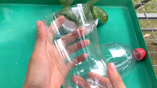 Growing orchids is extremely simple with just a few small plastic bottles смотреть онлайн