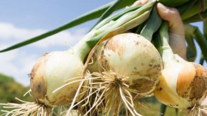 Почему вы должны ЕСТЬ больше ЛУКА