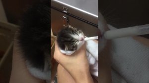 Как накормить новорожденного котенка.О чудо он кушает.