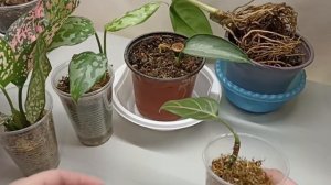 Как я отделяю деток аглаонем и диффенбахий