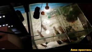 Соединяю два аквариума в один
