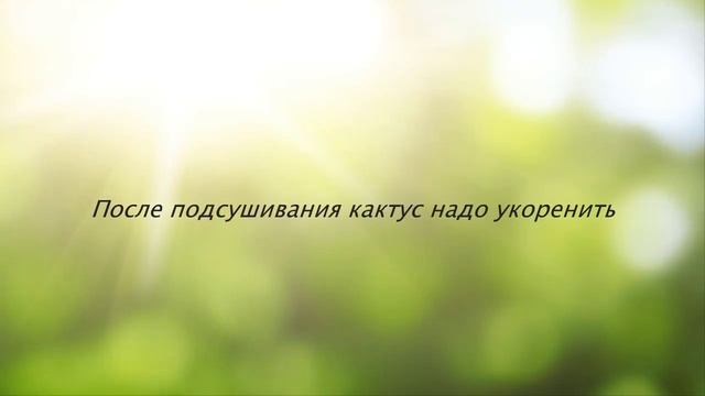 Как укоренить КАКТУС. Вегетативное размножение КАКТУСОВ