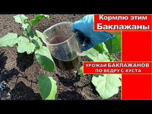 БАКЛАЖАНЫ КОРМЛЮ ЭТИМ!УРОЖАЙ БАКЛАЖАНОВ ПО ВЕДРУ С КУСТА. Органическое удобрение баклажан