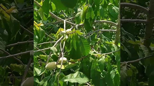 Азимина Трехлопасная/Банановое дерево/Asimina triloba смотреть онлайн