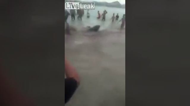 Shark attacks swimmer at beach