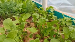 ОТЛИЧНЫЙ СПОСОБ ПОСАДКИ РЕДИСА ПОД ПЕСОК ! РАННИЙ УРОЖАЙ И БЕЗ СОРНЯКОВ !