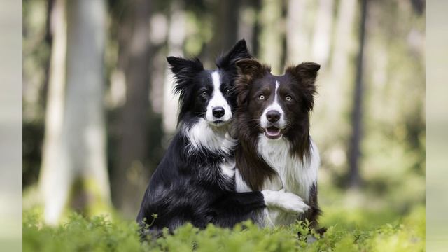 Песня "Про собаку". Бордер колли. смотреть онлайн