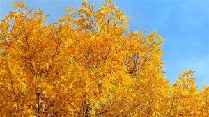 Золотая Осень. Золотые Кроны Деревьев и Синее Небо. Солнечная Погода Осенью. Футажи для видеомонтаж