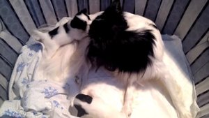 Щенкам папильона три недели