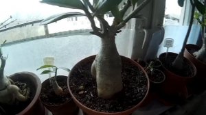 Адениум - Зимуем на подоконнике