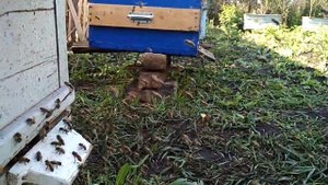 Первый облёт молодой пчелы восьмирамочный улей на 300рамку(полосатый мух).mp4