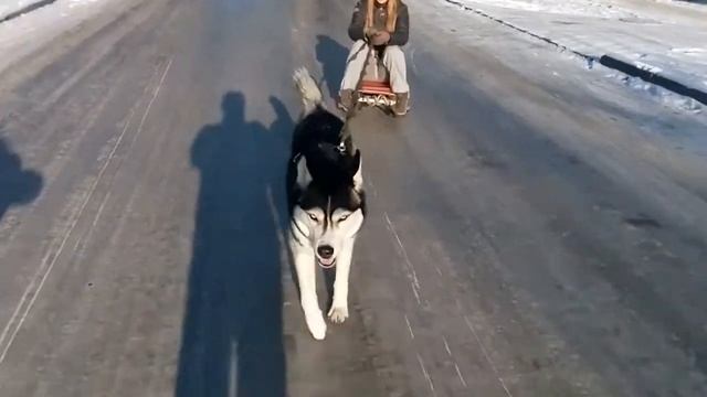 Катаемся на санях, тянет хаски)) смотреть онлайн