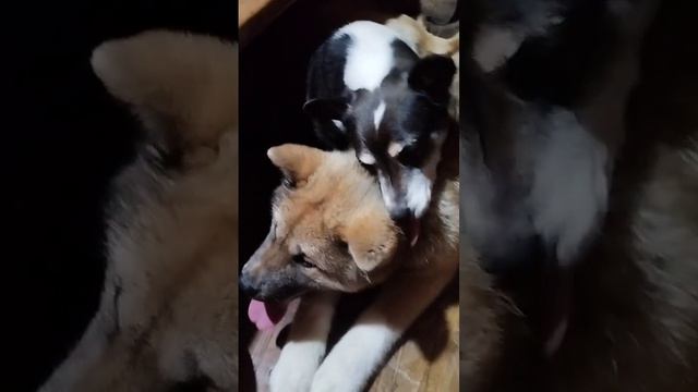 дворняга 🐶🐕 ухаживает за 5 ти месячным щенком, американской акиты, стая 🌲 смотреть онлайн