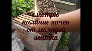 посадка роя на магазинные рамки 435 х 145 мм