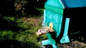 Колодное пчеловодство. Средне-русская пчела.6 сентября. Вышел расплод.