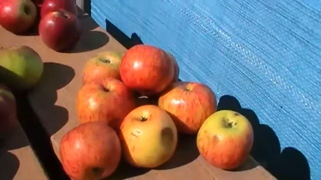 Знакомство с садом ,11 сортов яблок и др. смотреть онлайн