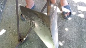 Плуг для посадки  и копания картофеля .УПРОЩАЕТ НАШУ ЖИЗНЬ