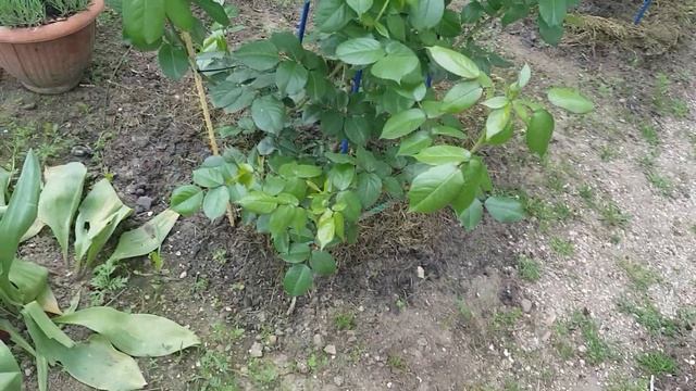 Как подкормить розы "зеленой бродилкой"возле подьеда,что бы соседи не возмущались от ЗАПАХА!!!! смотреть онлайн