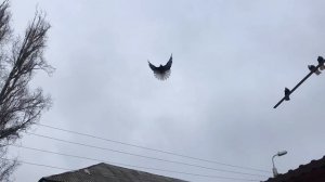 Племенные рябогорлые голуби!