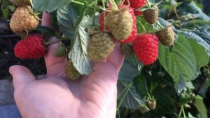 Секреты выращивания ремонтантной малины в средней полосе
