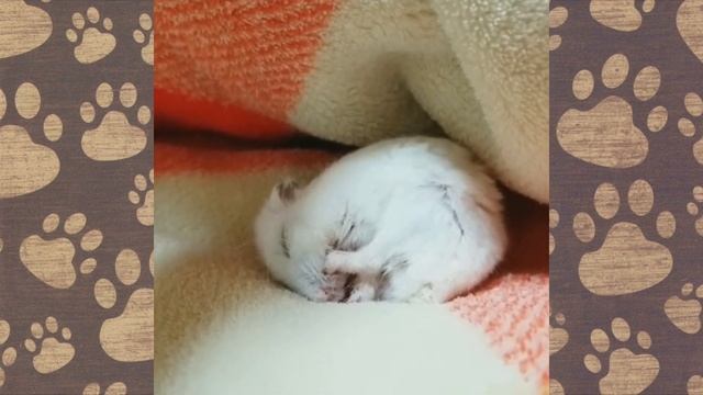 ТУЗЯ злюка! Смешное видео про ДЖУНГАРИКОВ ХОМЯЧКОВ! ХОМКИ смотреть онлайн