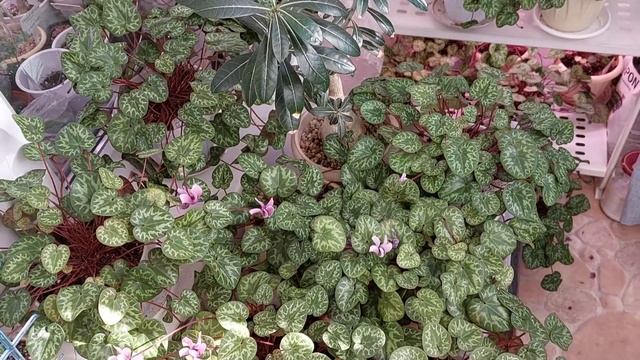 Зачем осень альпийской фиалке\европейскому цикламену смотреть онлайн