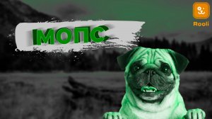 Мопсы: Характер и Особенности породы