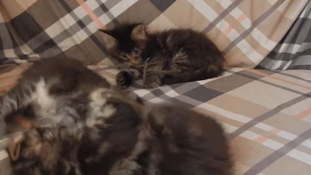 Котята мейн кун 1.5 месяца